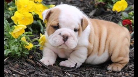 chubby puppies|fat puppy pictures.